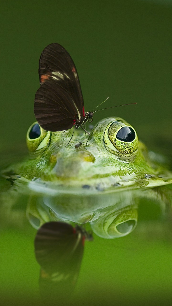 The frog and the butterfly