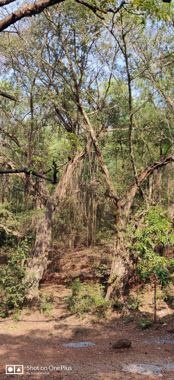 Jungle
