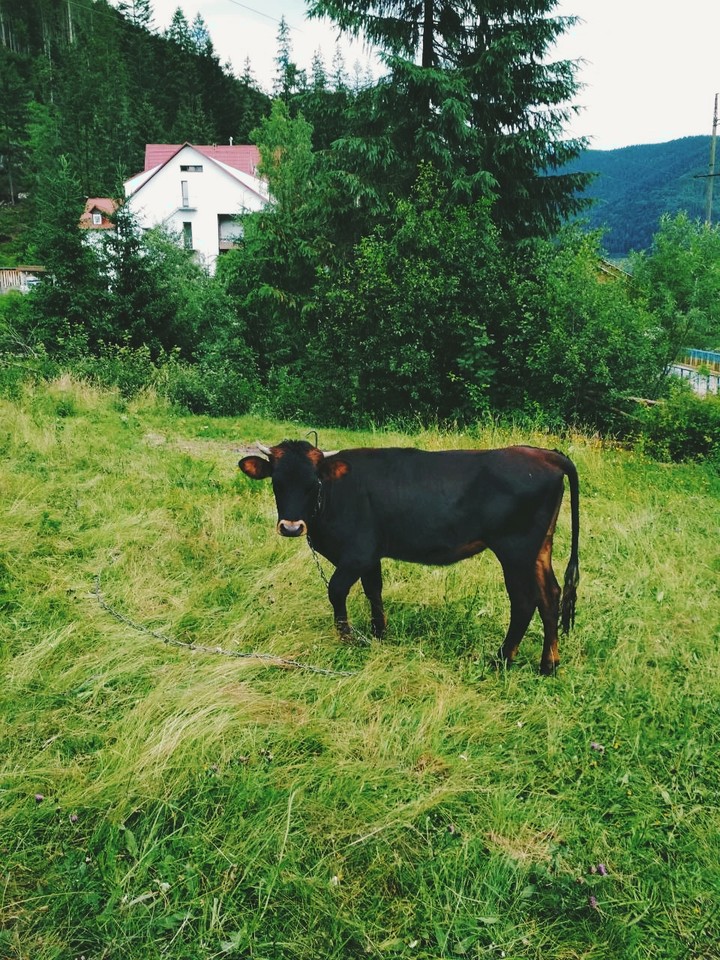 Корова