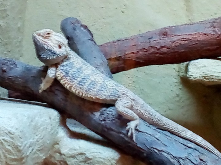 a Camelion.