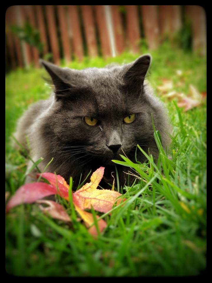 cat