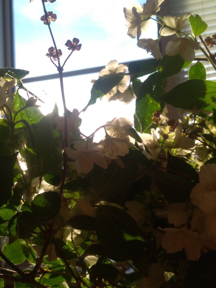 flowers
