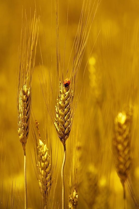 ears of wheat