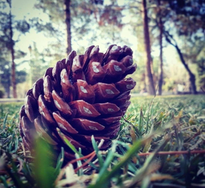 The Innocent Pine