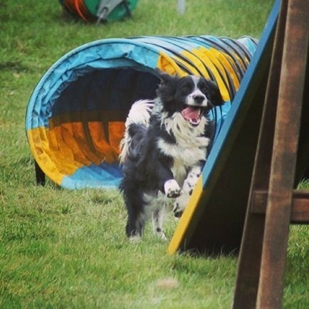 The Border Collie Because There Is No Better Dog
