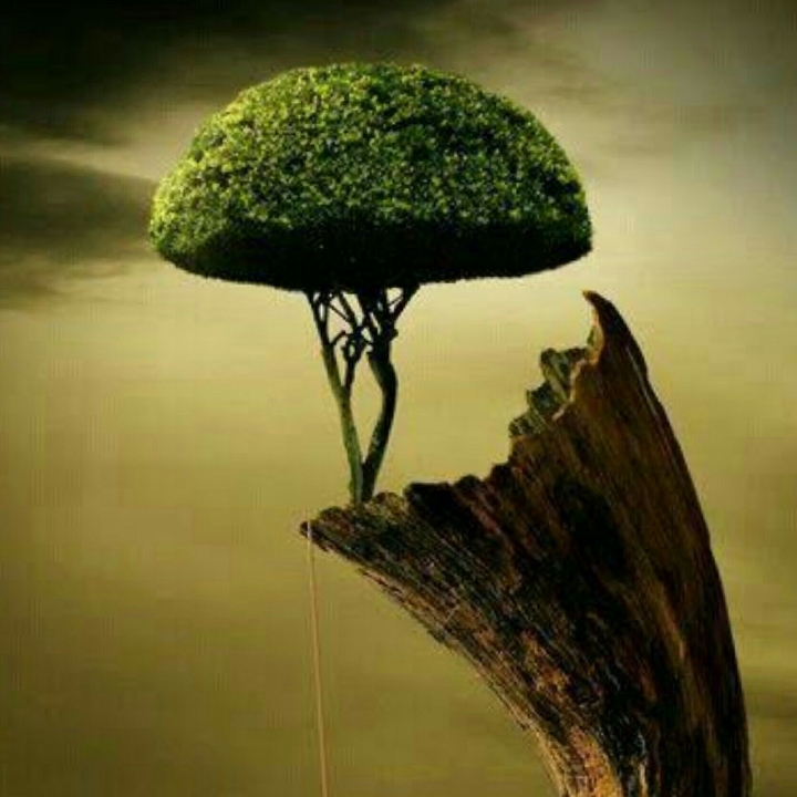 Umbrella tree!!☺