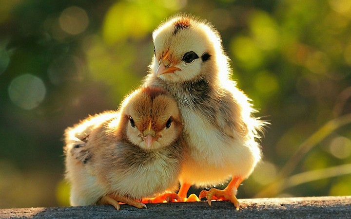 chicken
