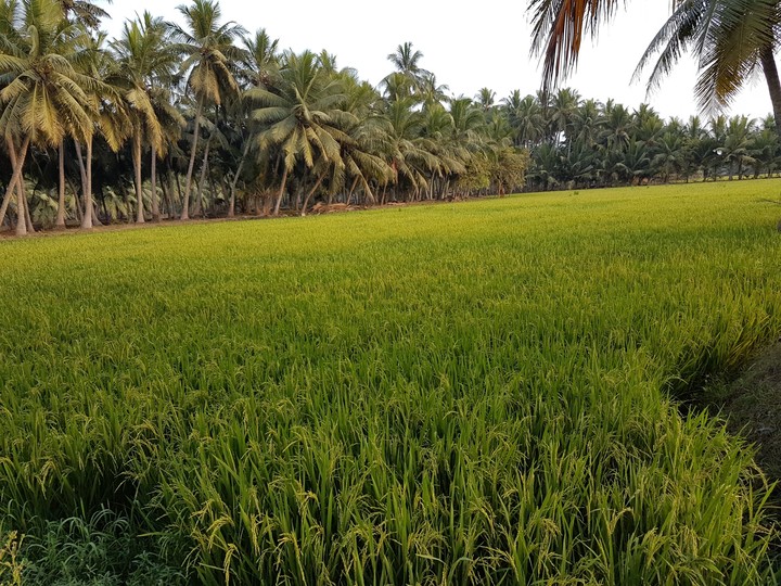 amalapuram