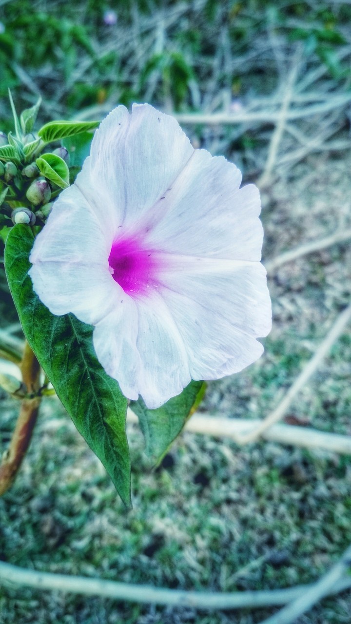Saim Photography