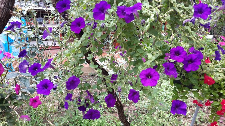 #violet