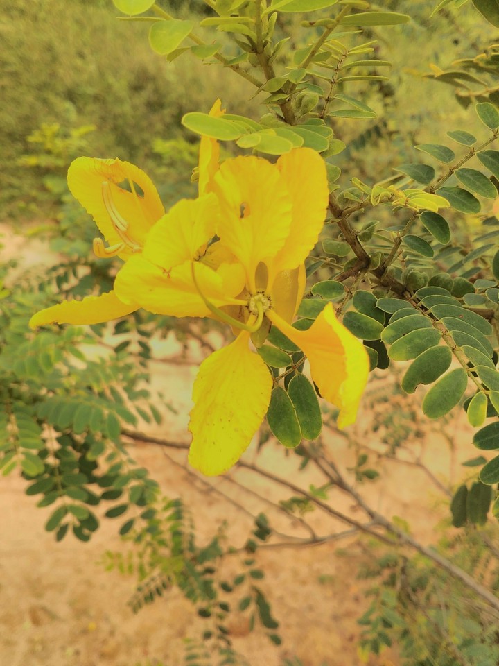 yellow flower...