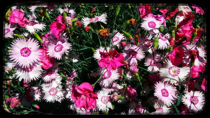 pink flowers