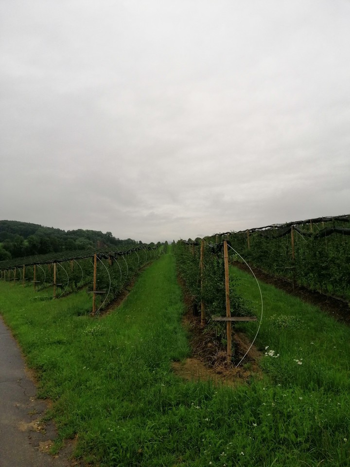 obstplantage