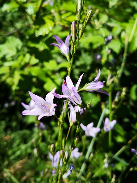 fiore