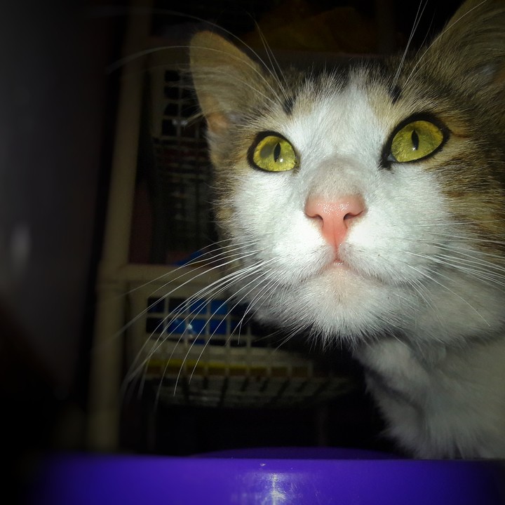 cat animales animals