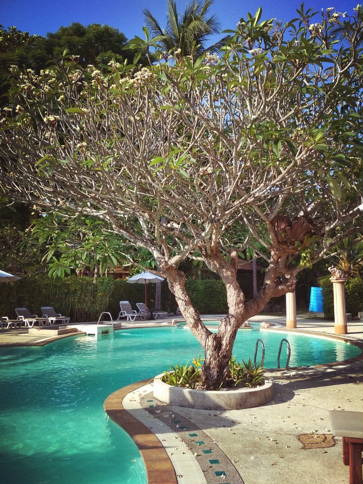majic tree