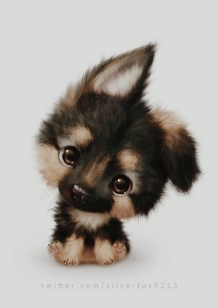 cute puppy