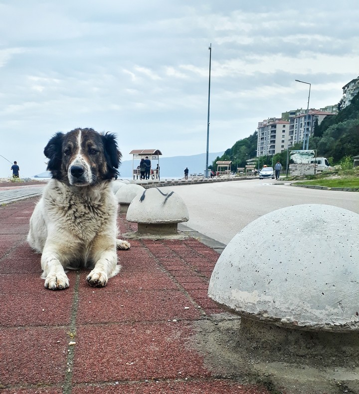 Dog
