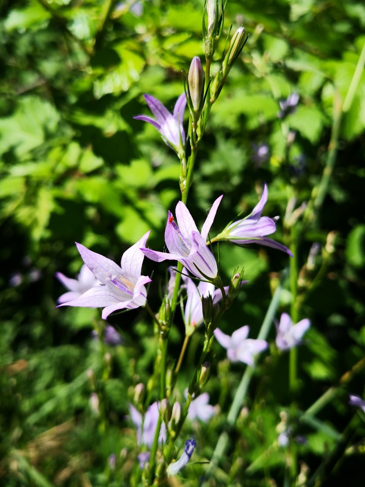 fiore