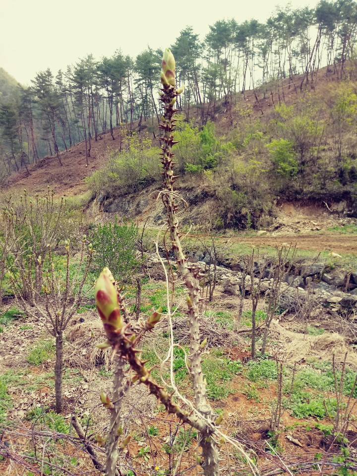 두릅