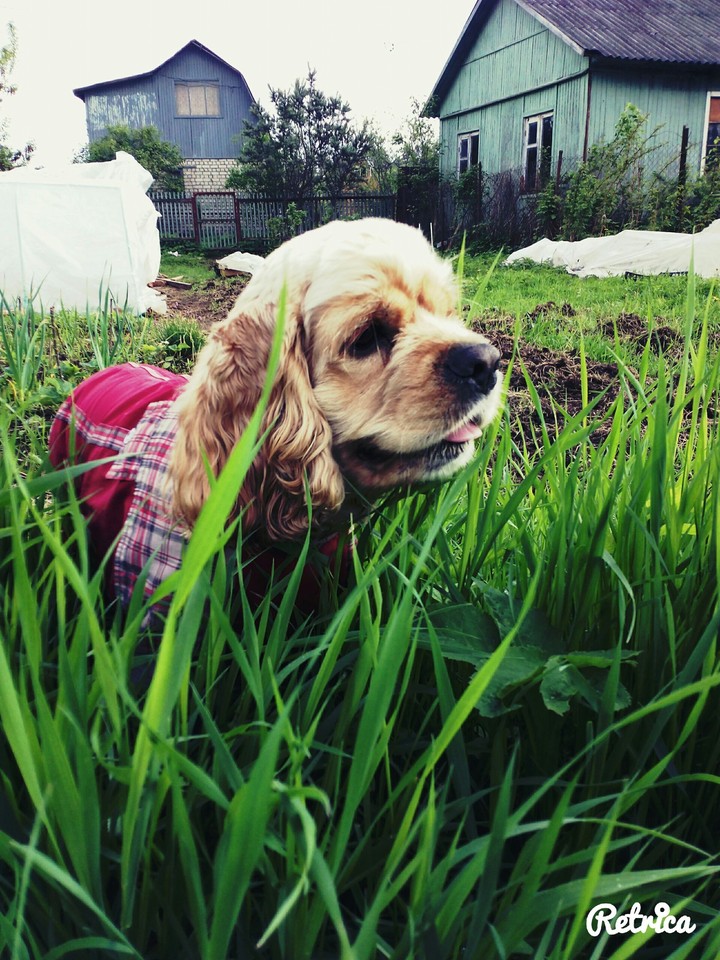 my dog