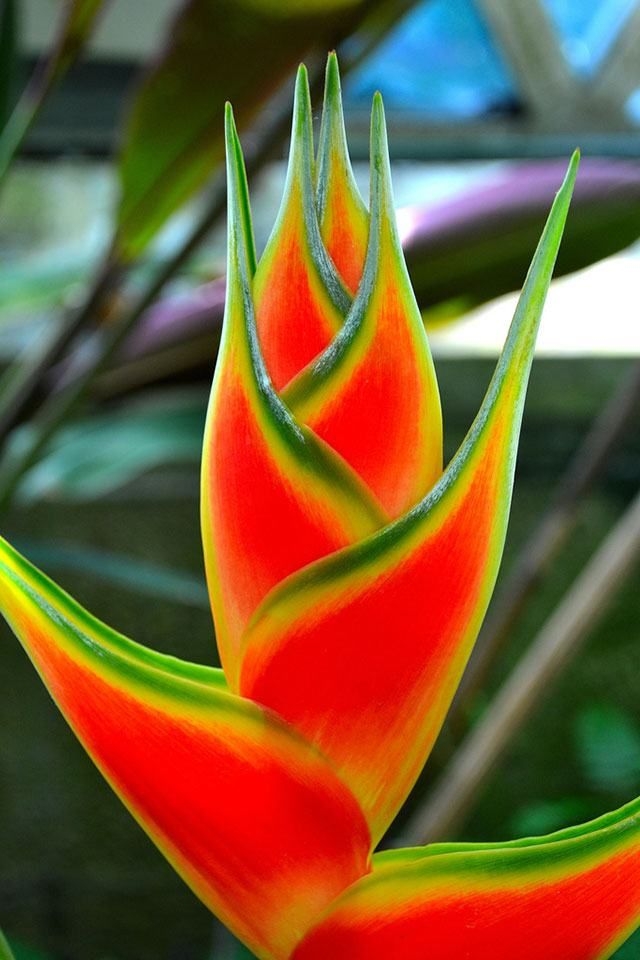 flores