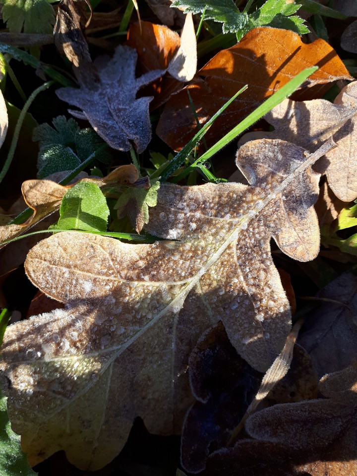 frozen leaves