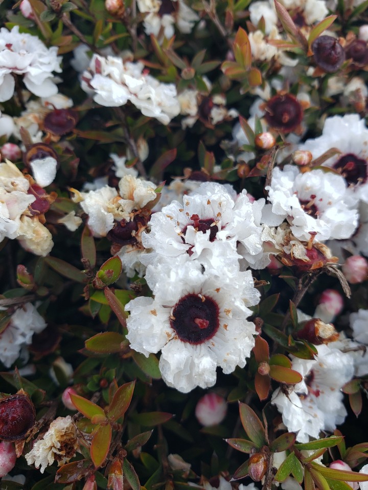 random spring flower