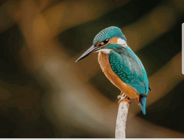 KINGFISHER.....