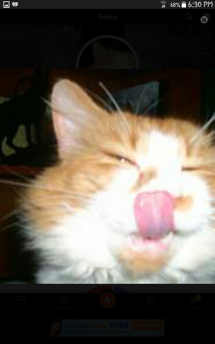 trader the cat