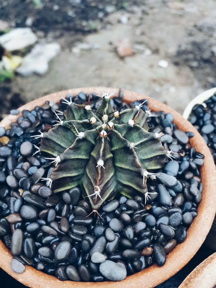 cactus