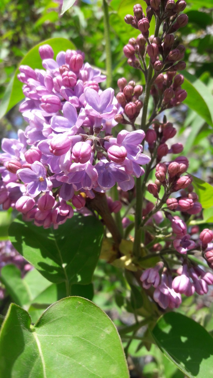 lilac