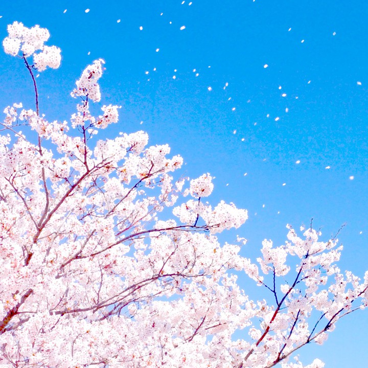 #sakura