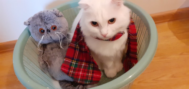 Кошка и басик