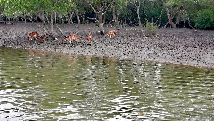 Sundarban _# India _★