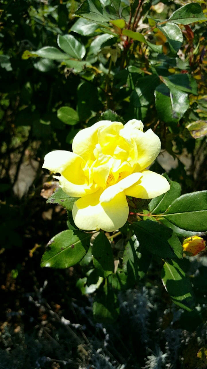 Bright Yellow