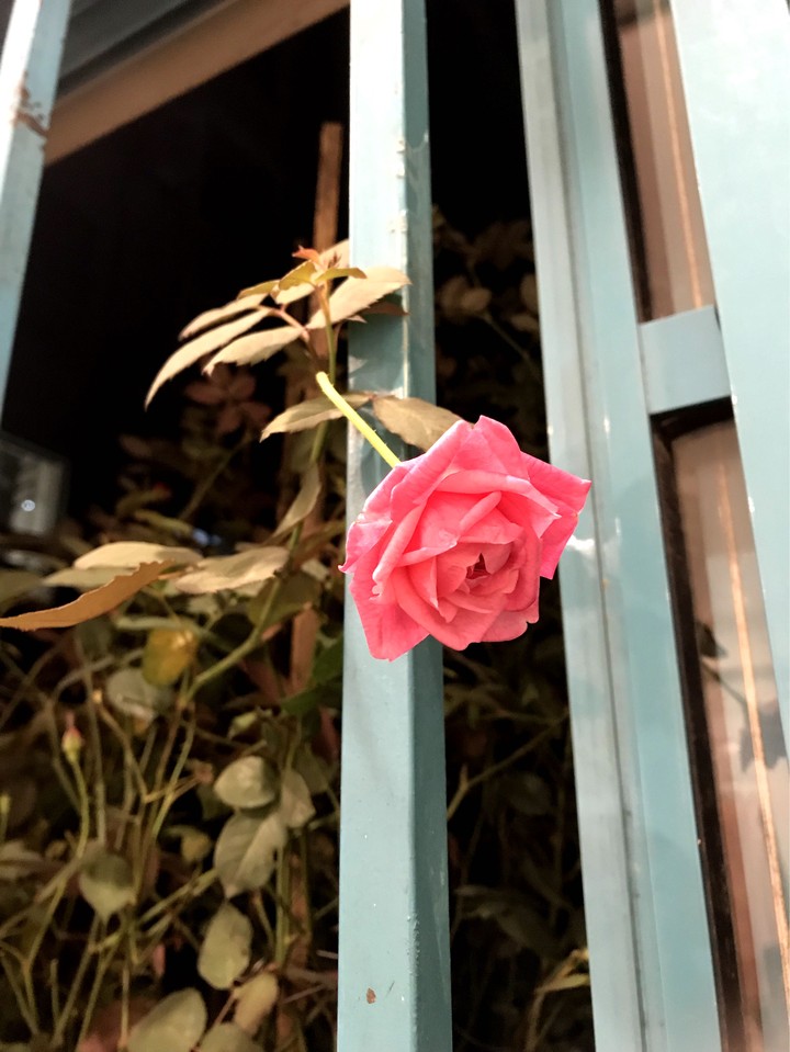 My new rose plant comes in and says Hi 