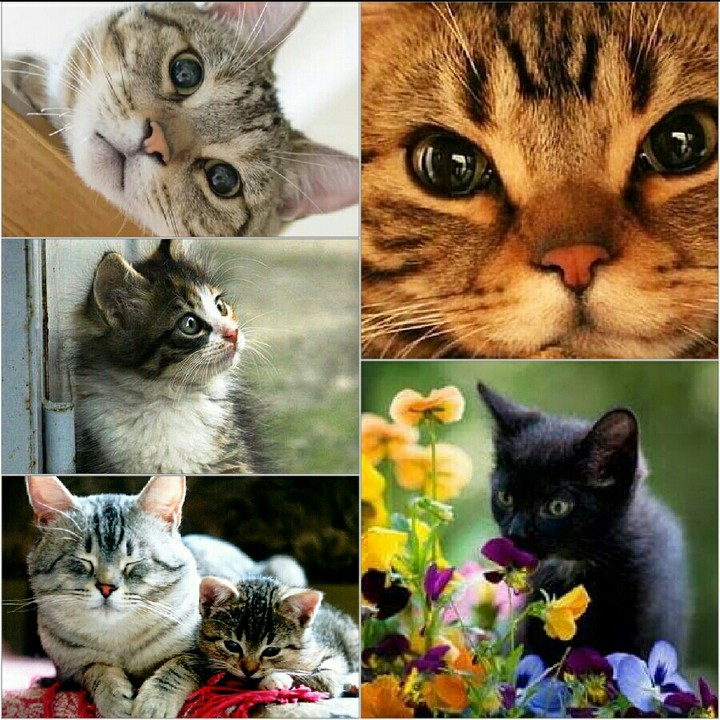 Creation of Cats of You My friends!