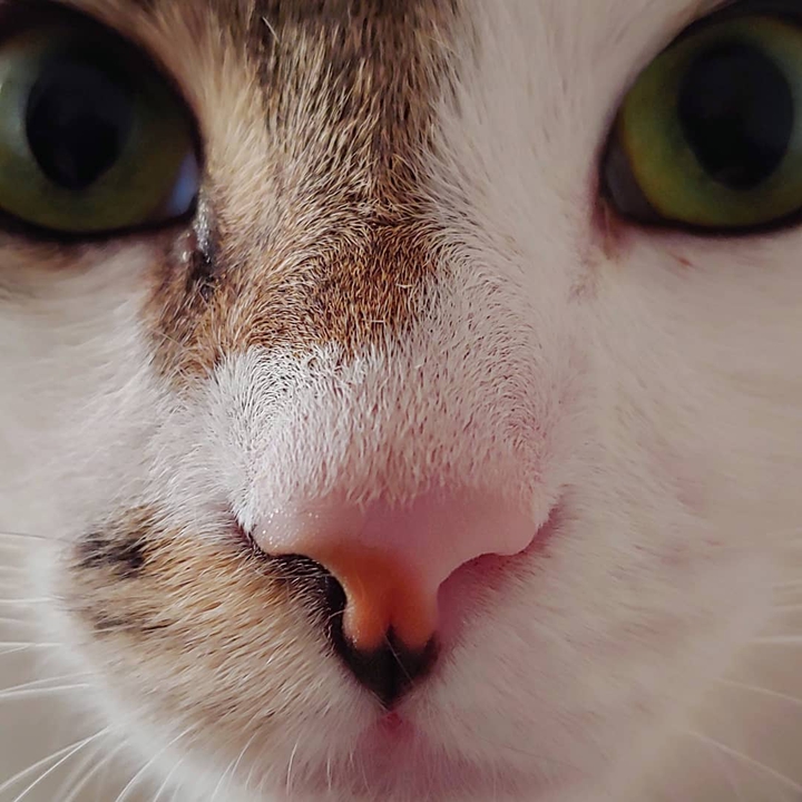 Thommy