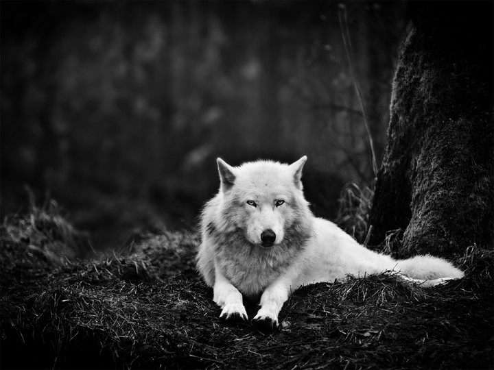 White wolf