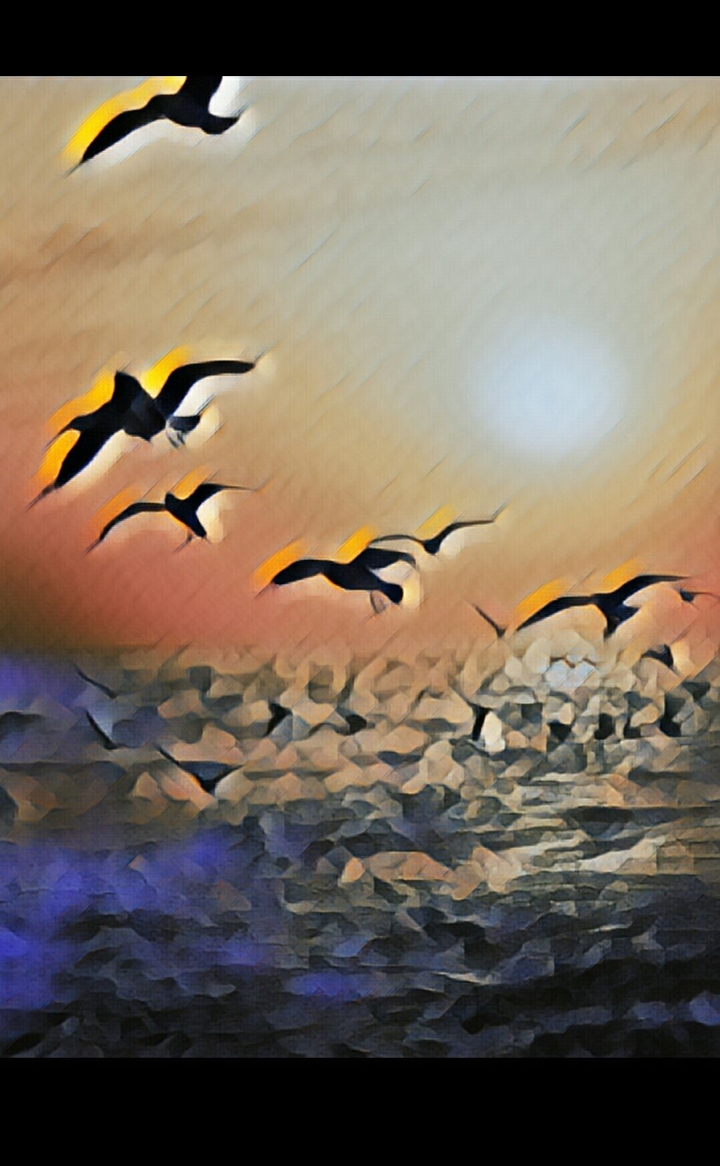 sky birds