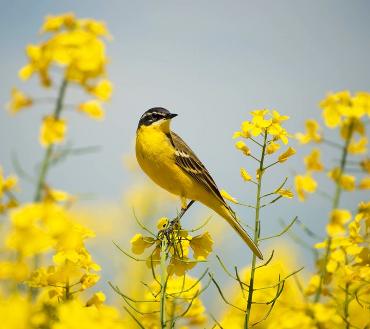 Yellow bird