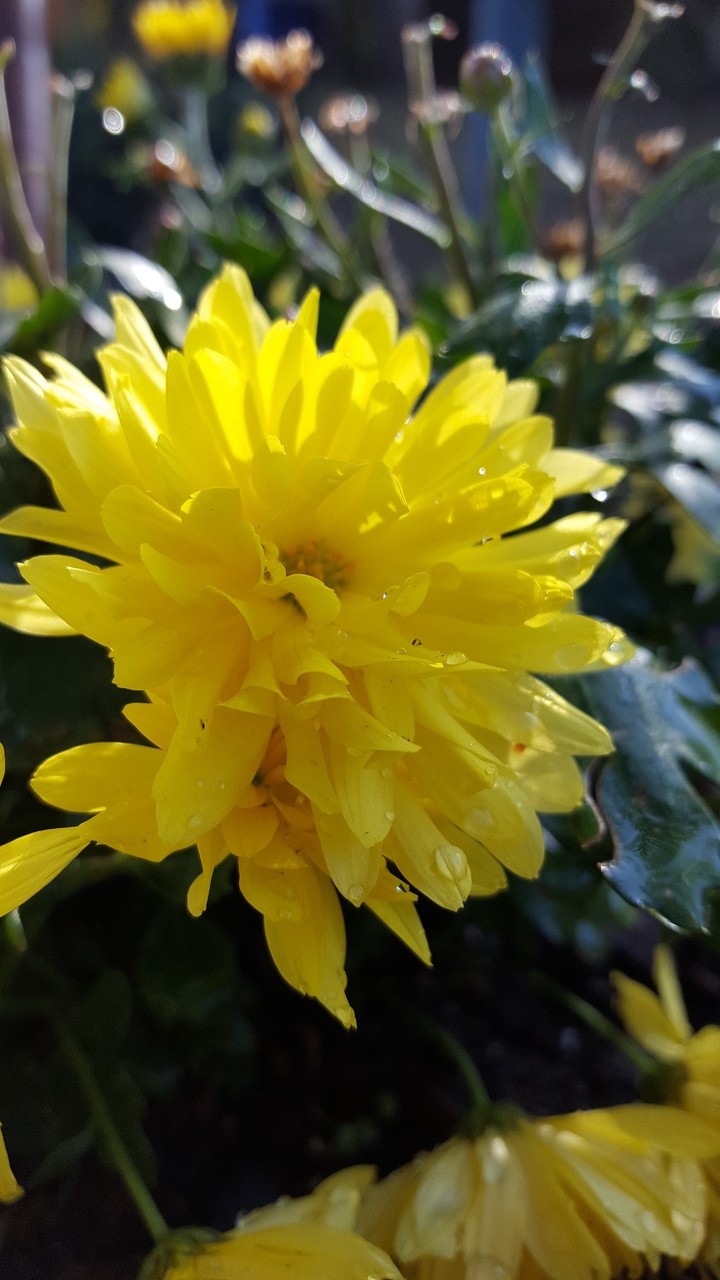yellow mum