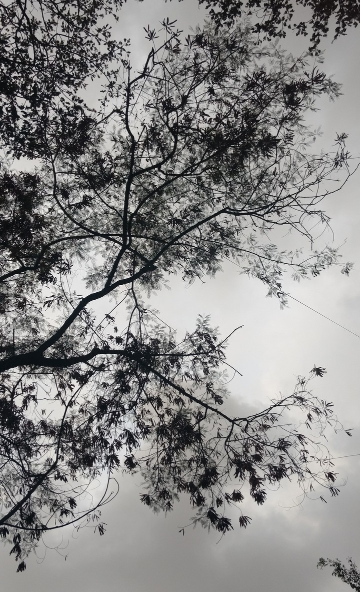 Life of a tree
