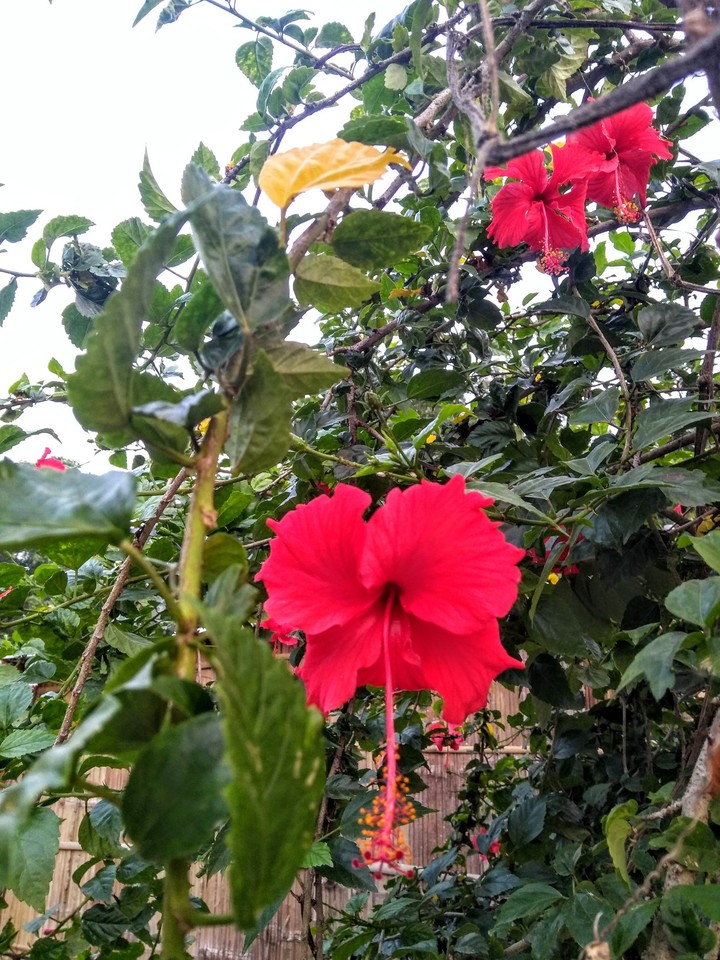 pure red