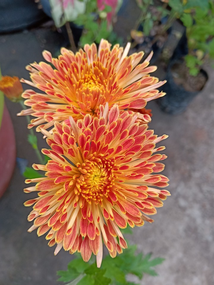 flower