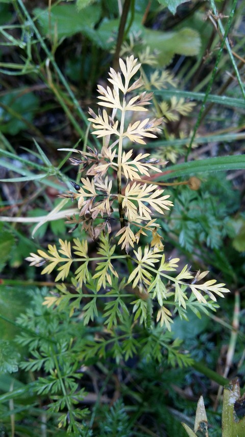 خلفيات larch, plant