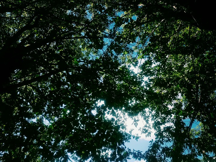 forest