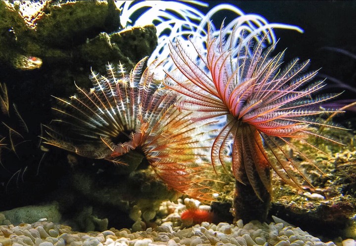 Aquarium