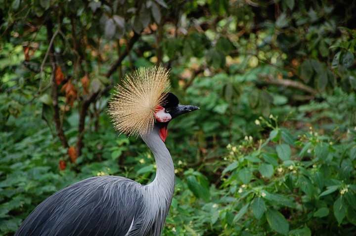 Der König der Vögel